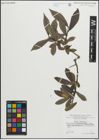 Foto von Salix pentandra L.